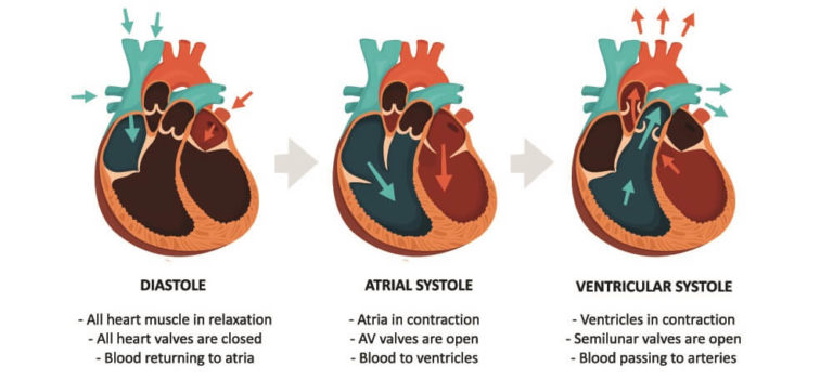 pulse-pressure-the-definitive-guide-biology-dictionary