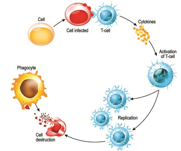 b lymphocytes develop immunocompetence in the