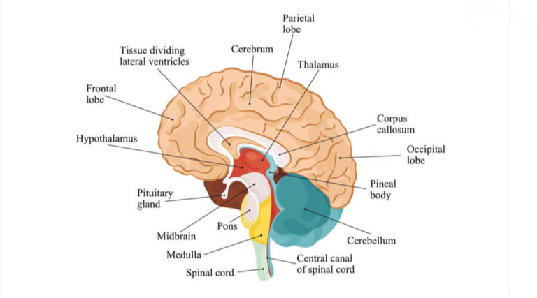 Pons - The Definitive Guide | Biology Dictionary