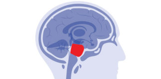 a vector diagram of the location of the pons in the brain