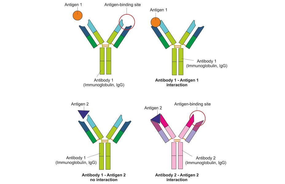 antibody antigen immunity
