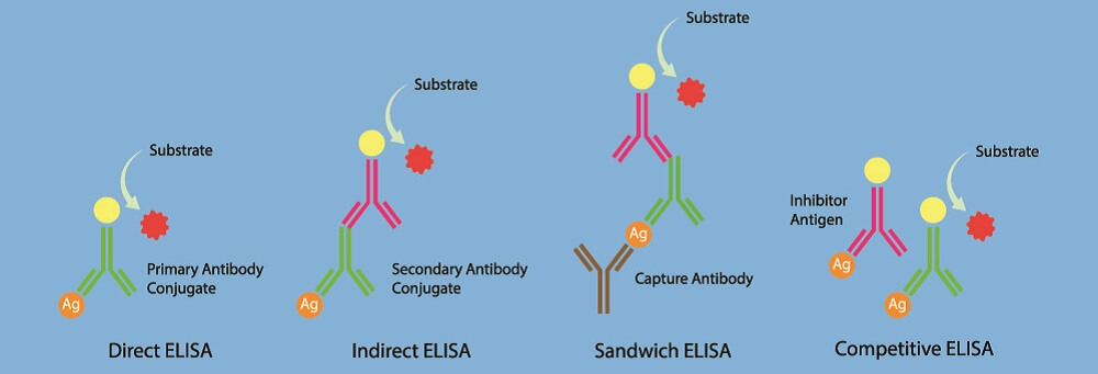 ELISA assay immunoblotting western blot enzyme-linked immunosorbent assay antibodies antigens testing