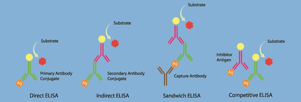 sensitivity western blot vs elisa