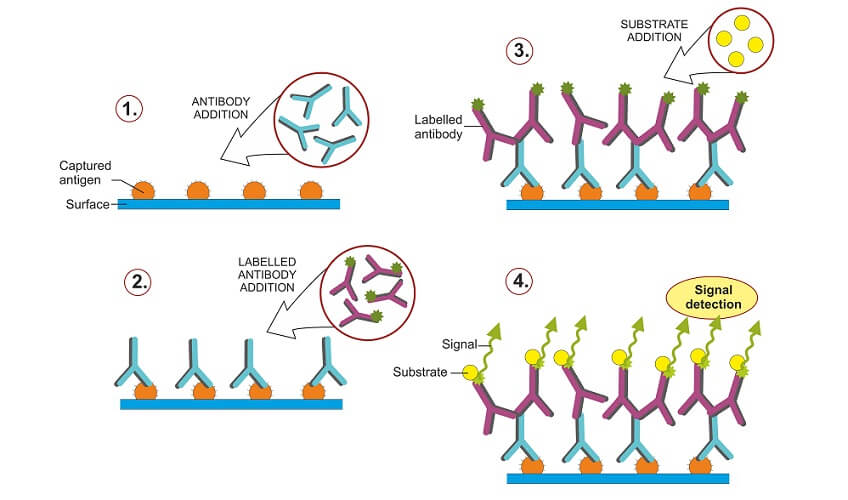 western blotting diagram