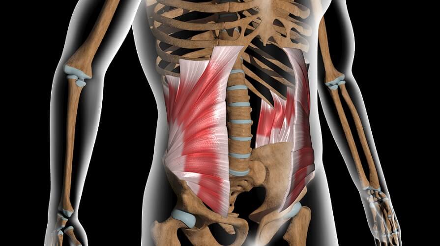 internal-oblique-muscle-origin-and-insertion-miinullekko