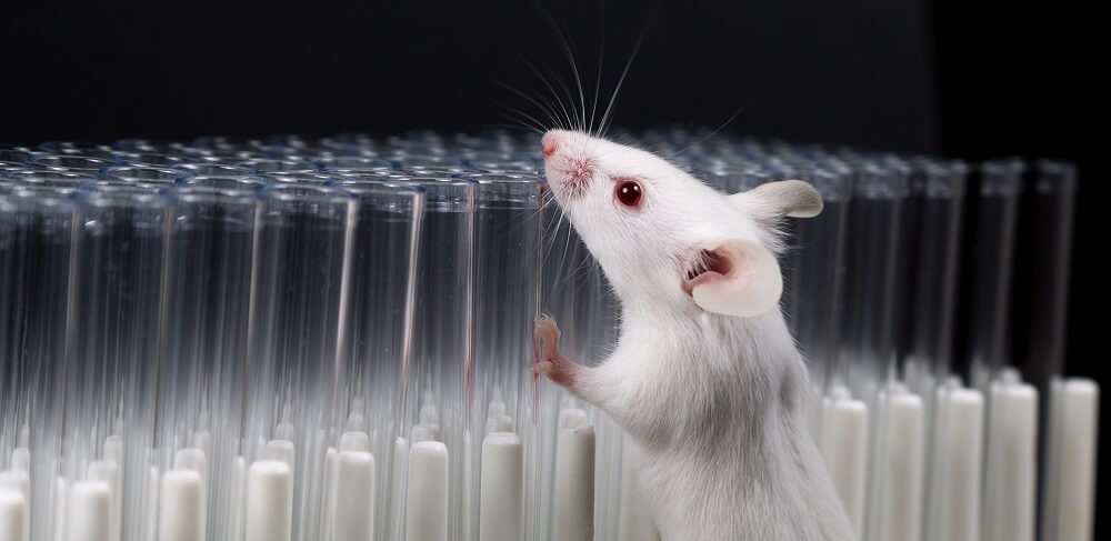laboratory lab mouse knockout animal testing 