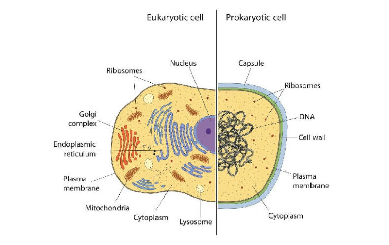 Gene Expression - The Definitive Guide | Biology Dictionary