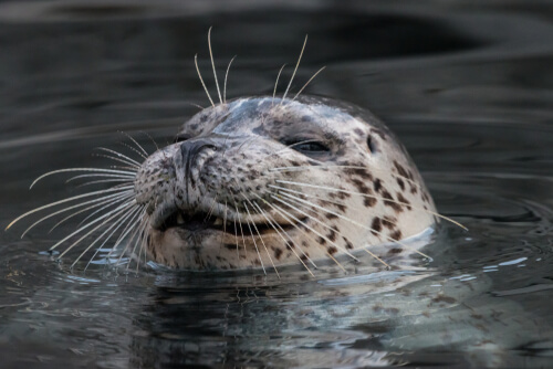 A harbor seal with its head above the water's surface and eyes closed