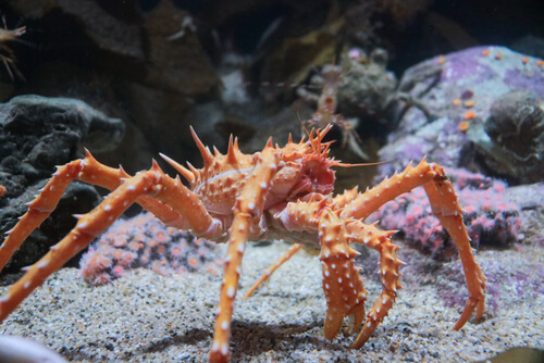 skæg Hobart licens Red King Crab - Facts and Beyond | Biology Dictionary