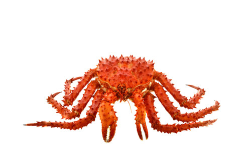 skæg Hobart licens Red King Crab - Facts and Beyond | Biology Dictionary