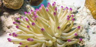 A white sea anemone with red tips attached to a rocky reef