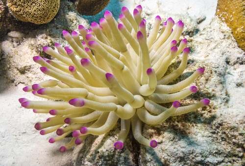 Sea Anemone - Facts and Beyond | Biology Dictionary