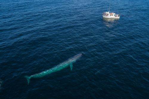 Blue Whale - Facts and Beyond | Biology Dictionary