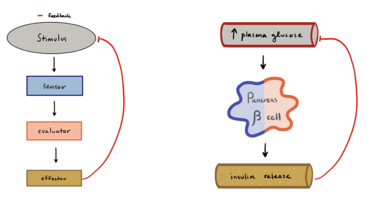 Feedback Mechanism - The Definitive Guide | Biology Dictionary