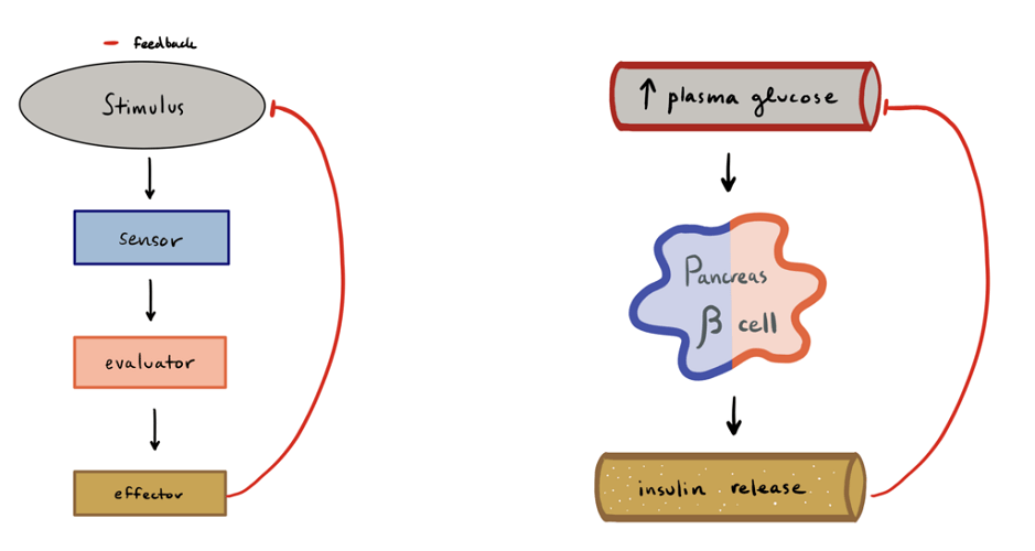 What Is A Positive Feedback Loop In Biology