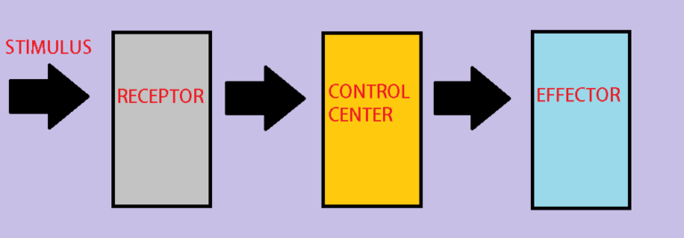 What Is A Feedback Mechanism Simple Definition