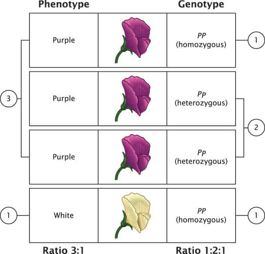 Phenotypic Ratio The Definitive Guide Biology Dictionary