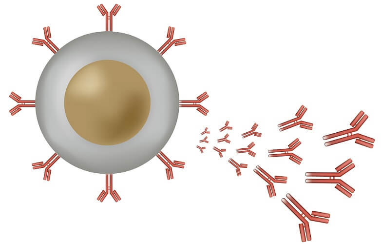 adaptive defenses humoral immunity