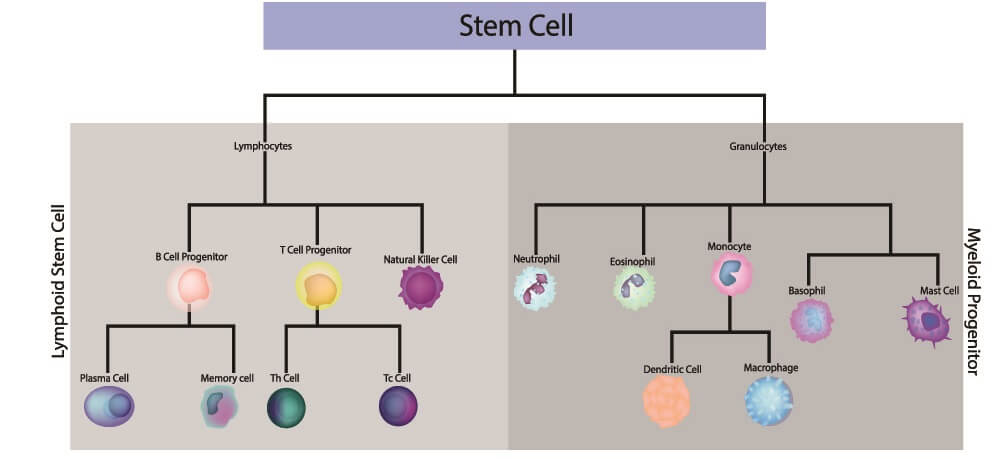 humoral vs cell mediated immunity