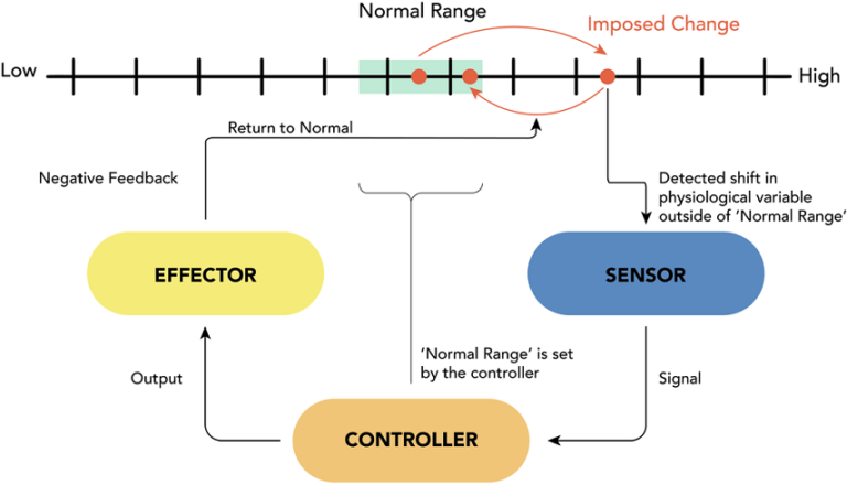 automatic thoughts negative feedback loops