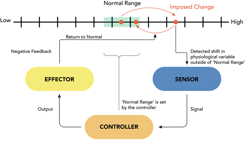 negative feedback examples systems theory