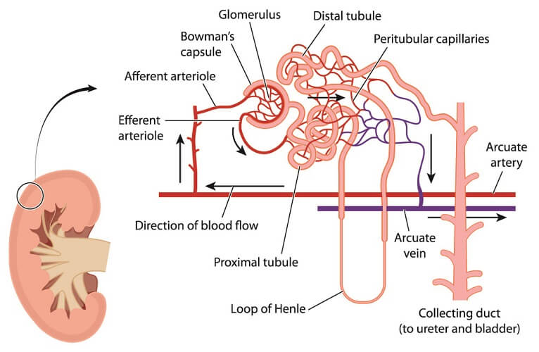 Capillary The Definitive Guide Biology Dictionary