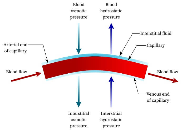 Capillary The Definitive Guide Biology Dictionary