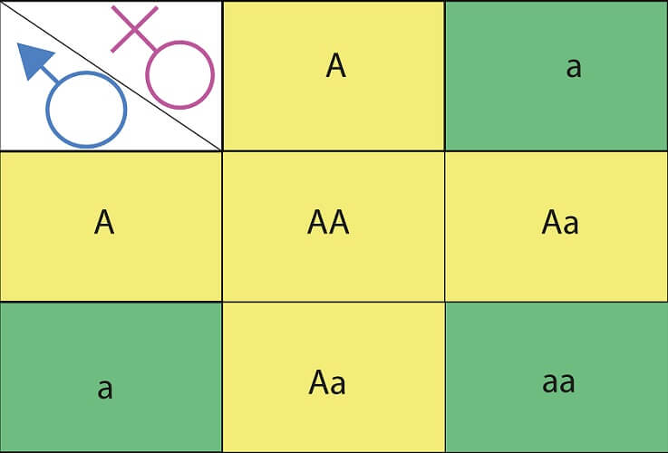 punnett square calculator eye color