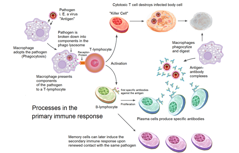 Humoral Immunity The Definitive Guide Biology Dictionary