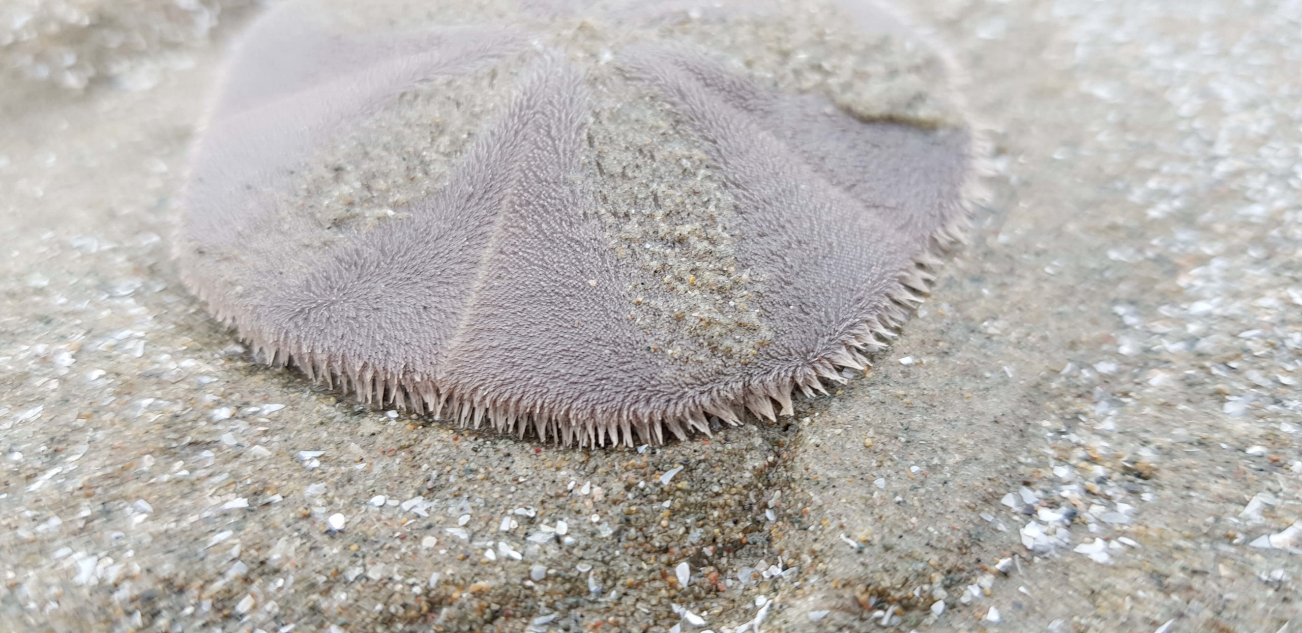 Sand Dollar  Shape of Life