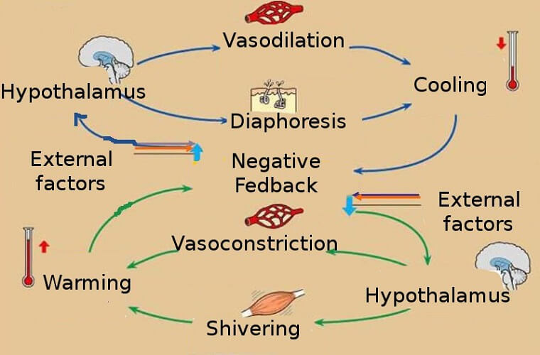 Feedback Mechanism The Definitive Guide Biology Dictionary