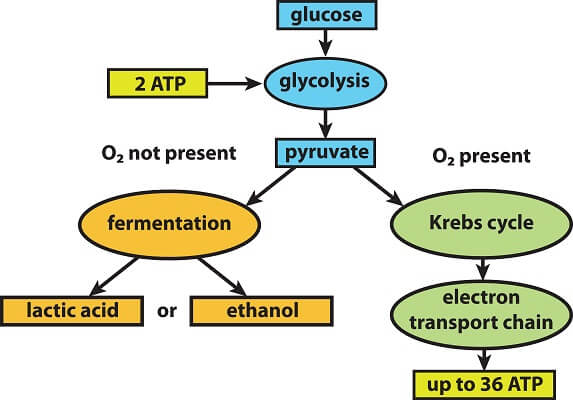 Anaerobic Respiration and Fermentation 