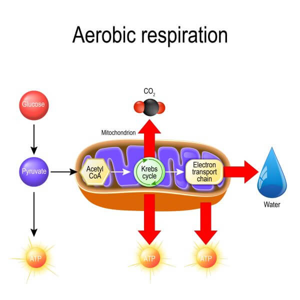 glycolysis diagram simple