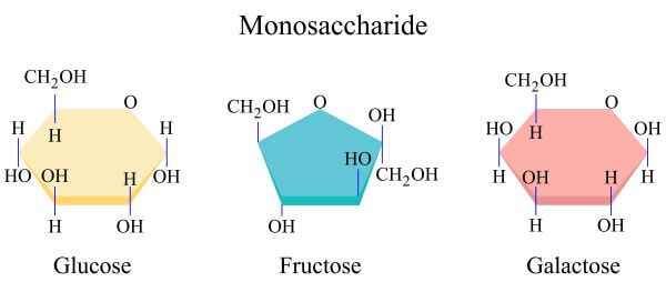 What Is Simple Sugar Monosaccharide