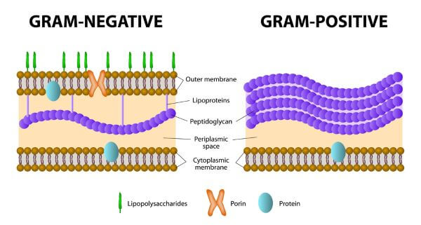 gram positive vs gram negative cell walls