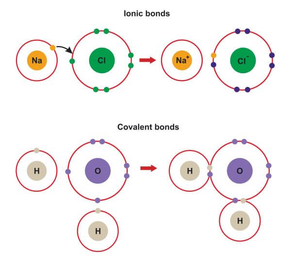 Ionic Bond Examples | Biology Dictionary