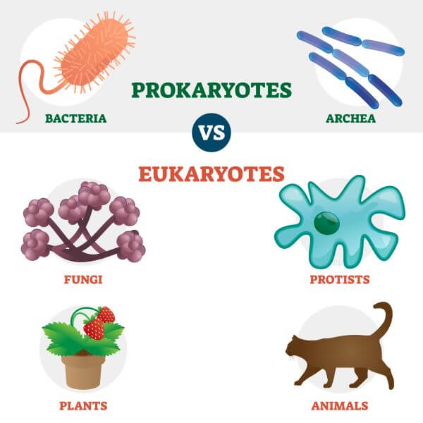 Prokaryotes vs. Eukaryotes | Biology Dictionary