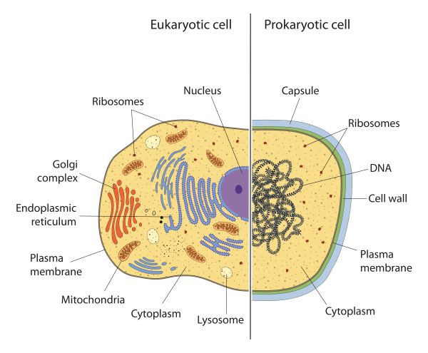 Prokaryote Vs Eukaryote Venn Diagram