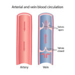 Artery vs. Vein | Biology Dictionary