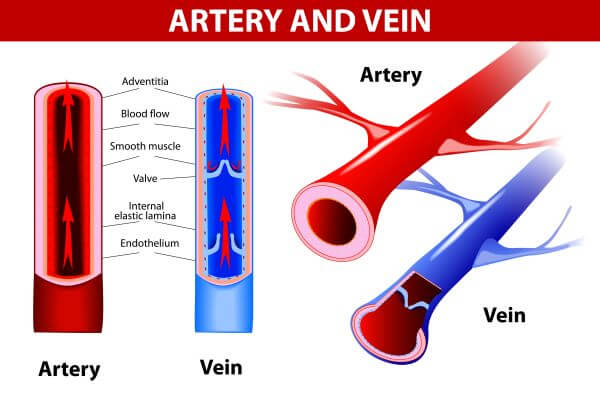 Arteries Vs Veins Anatomy Structure And Function Of Blood Vessels ...