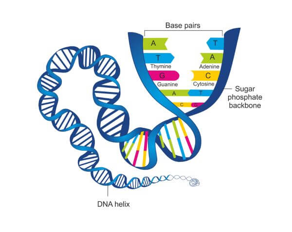 dna structure nucleotide