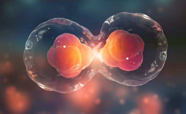 mitosis-vs-meiosis-biology-dictionary