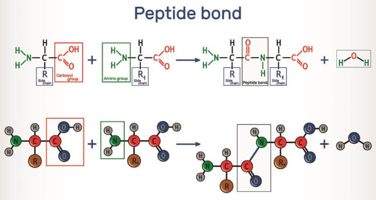 Polypeptide The Definitive Guide Biology Dictionary