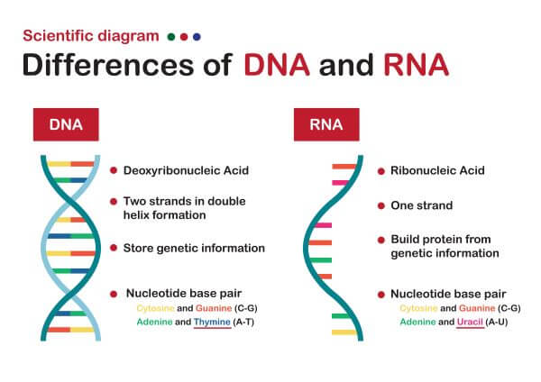 dna-vs-rna-differences-similarities-expii