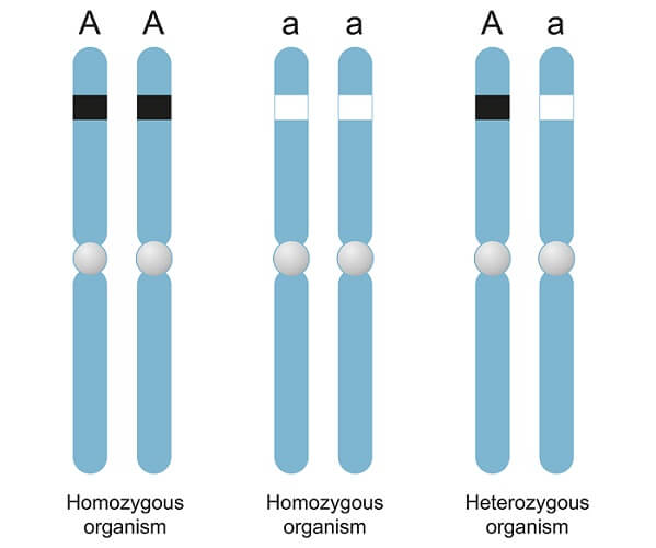 Homozygous - The Definitive Guide - Biology Dictionary