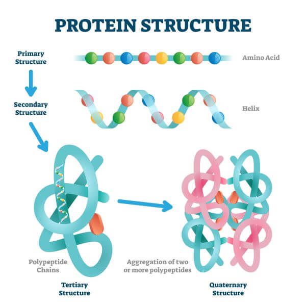 Primary structure of protein