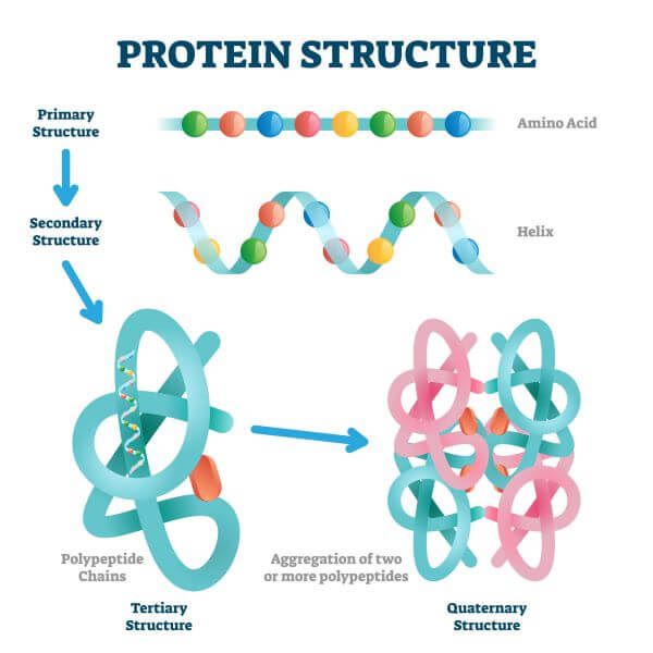 functional protein diagram