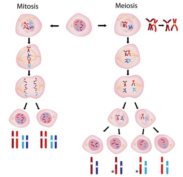 Meiosis vs mitosis