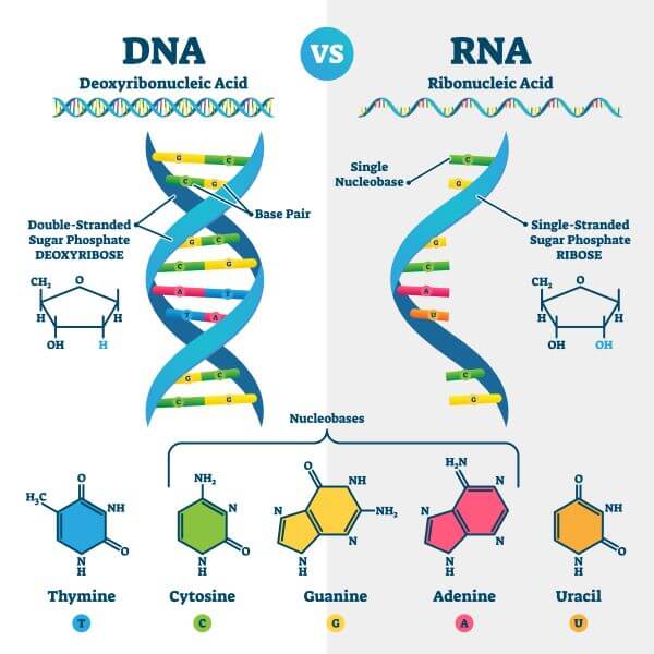 Rna And Dna Diagram