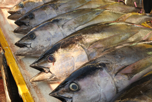 Atlantic Bigeye Tuna